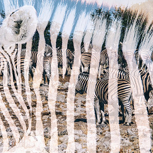 Zebra-schwarzweiß.jpg