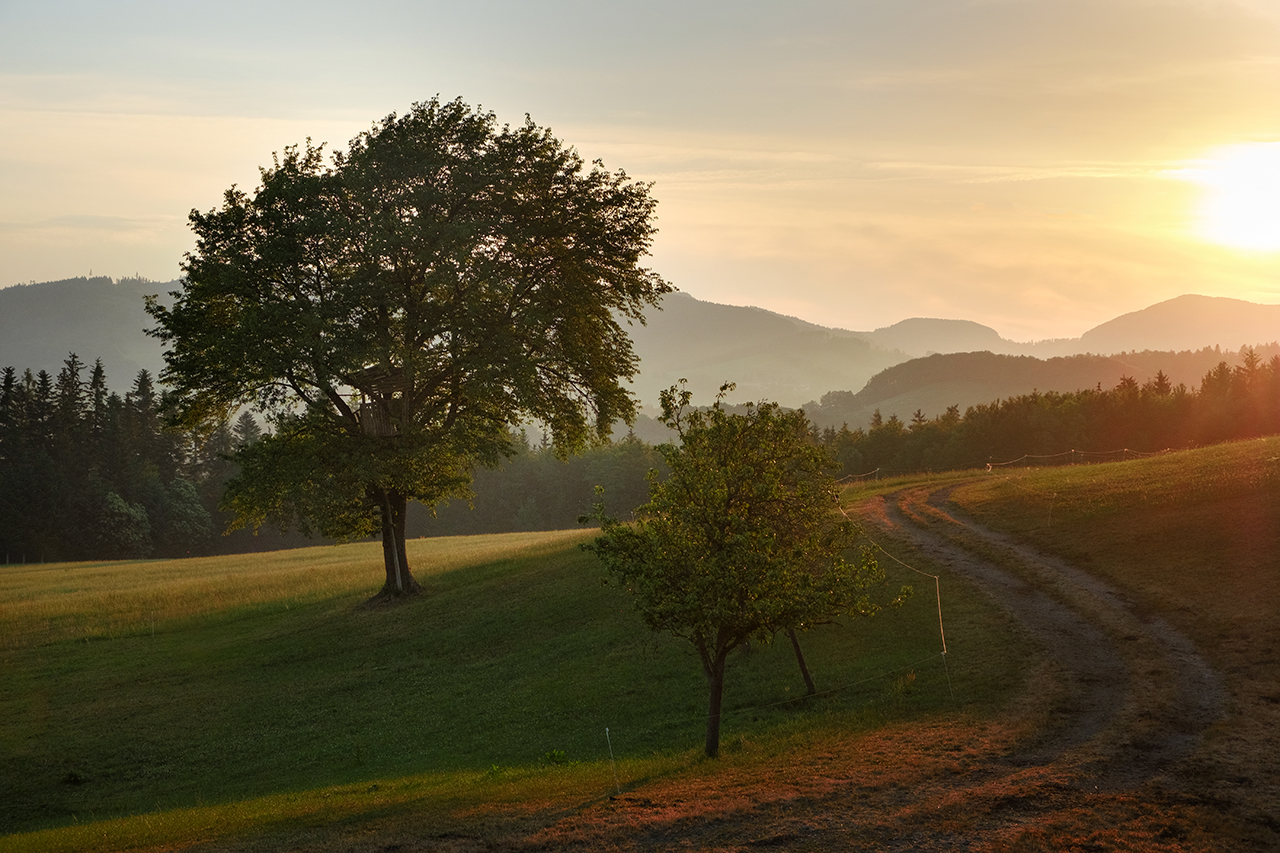 01_Juni_Der Hochsitz