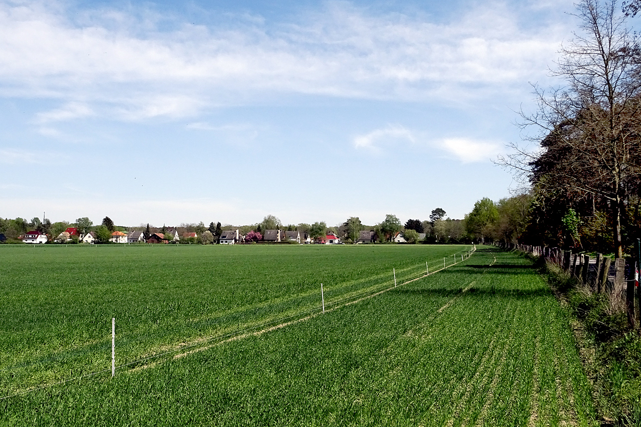 05_Feld in Heiligensee - Mai.jpg