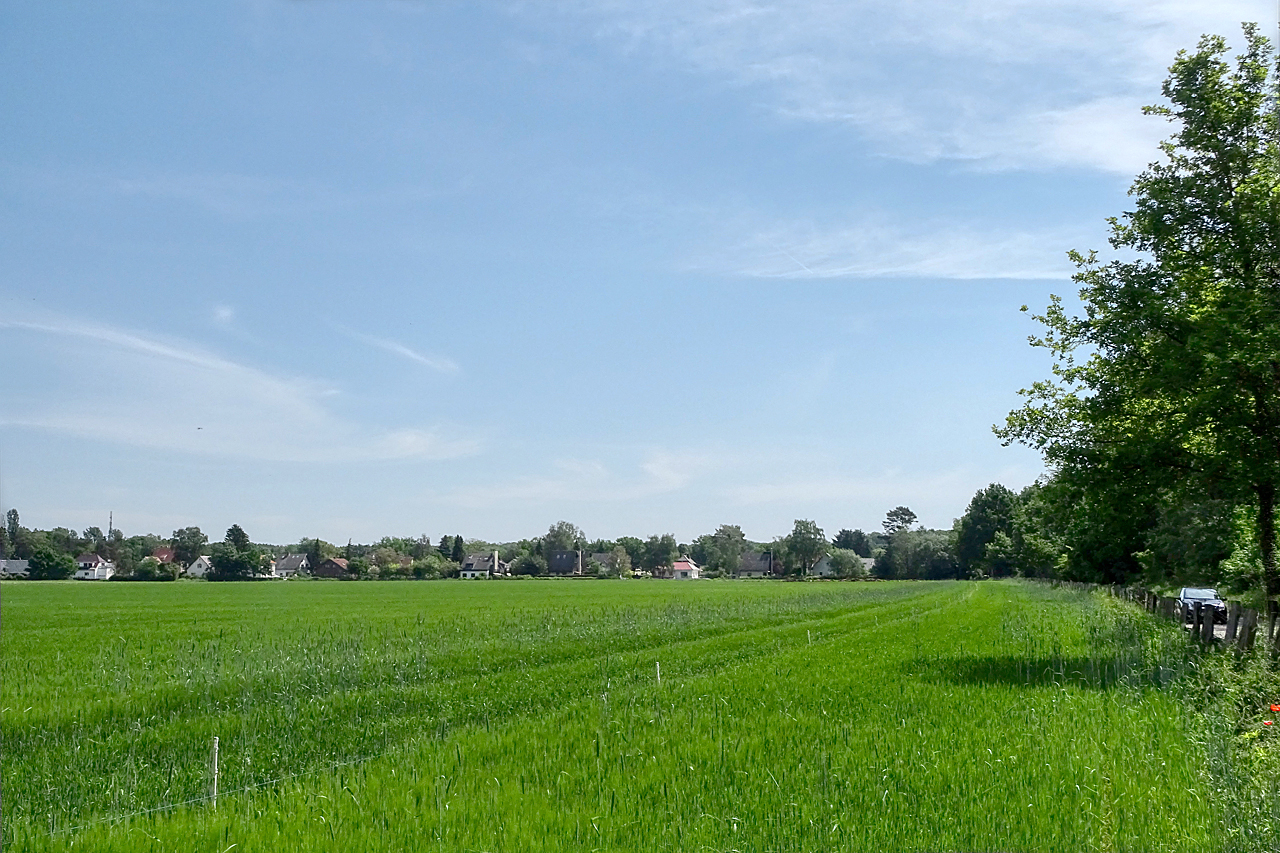 06_Feld in Heiligensee - Juni_DSC02781