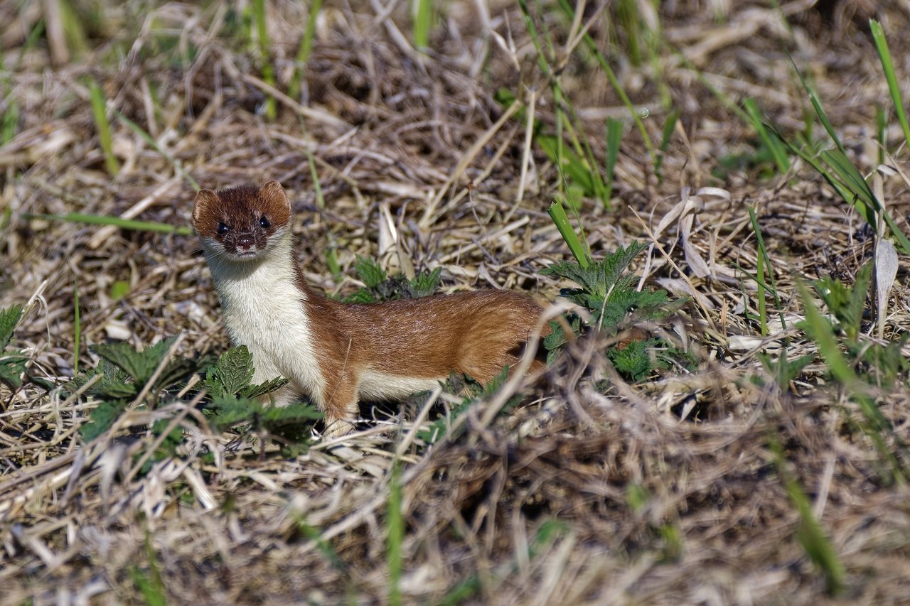 1 Tag im Naturschutzgebiet "Ochsenmoor" am Dümmersee - Hermelin/Wiesel