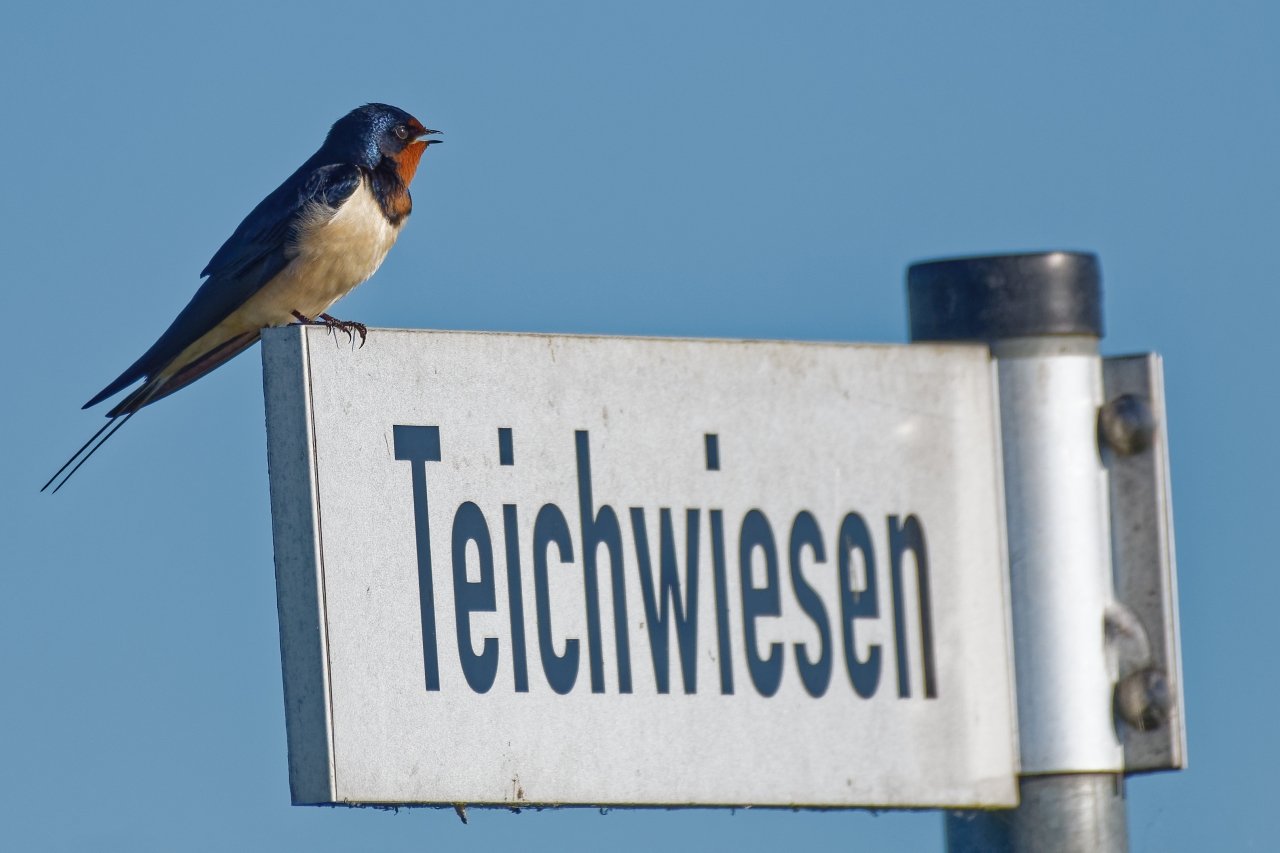 1 Tag im Naturschutzgebiet "Ochsenmoor" am Dümmersee - Rauchschwalbe