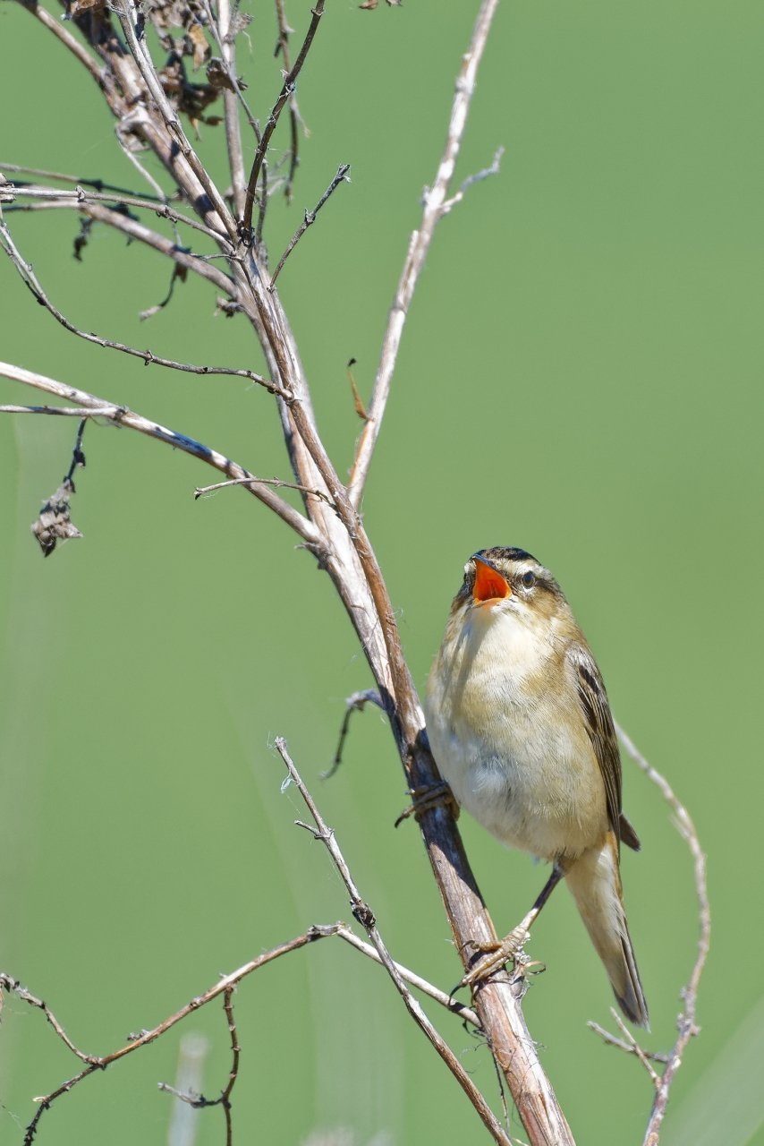 1 Tag im Naturschutzgebiet "Ochsenmoor" am Dümmersee - Schilfrohrsänger