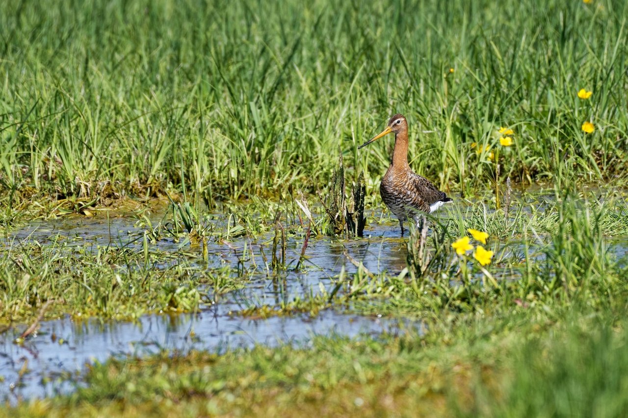 1 Tag im Naturschutzgebiet "Ochsenmoor" am Dümmersee - Uferschnepfe