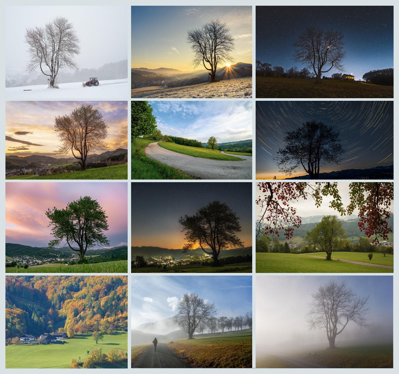 12_ wilde Kirsche: mein Jahreszeitenbaum 2025