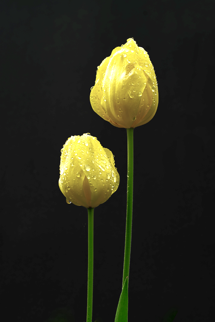 2 Tulpen