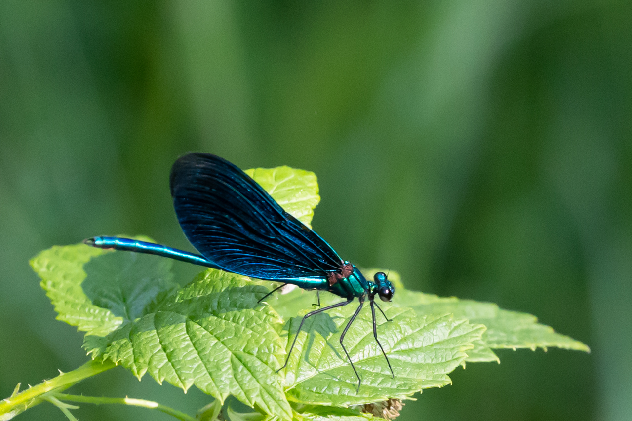 2022-09-04-Blauflügel Prachtlibelle.jpg