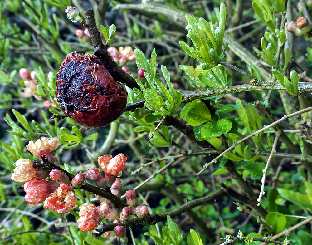 27_03_Harburg_Blüten_ausgetrocknete Frucht_01.jpg