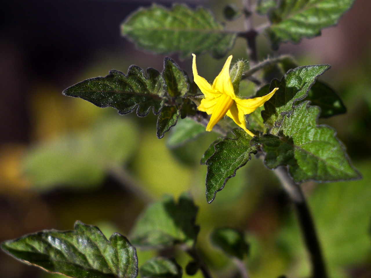 5 Blütenblätter - Keine Tomaten auf den Augen