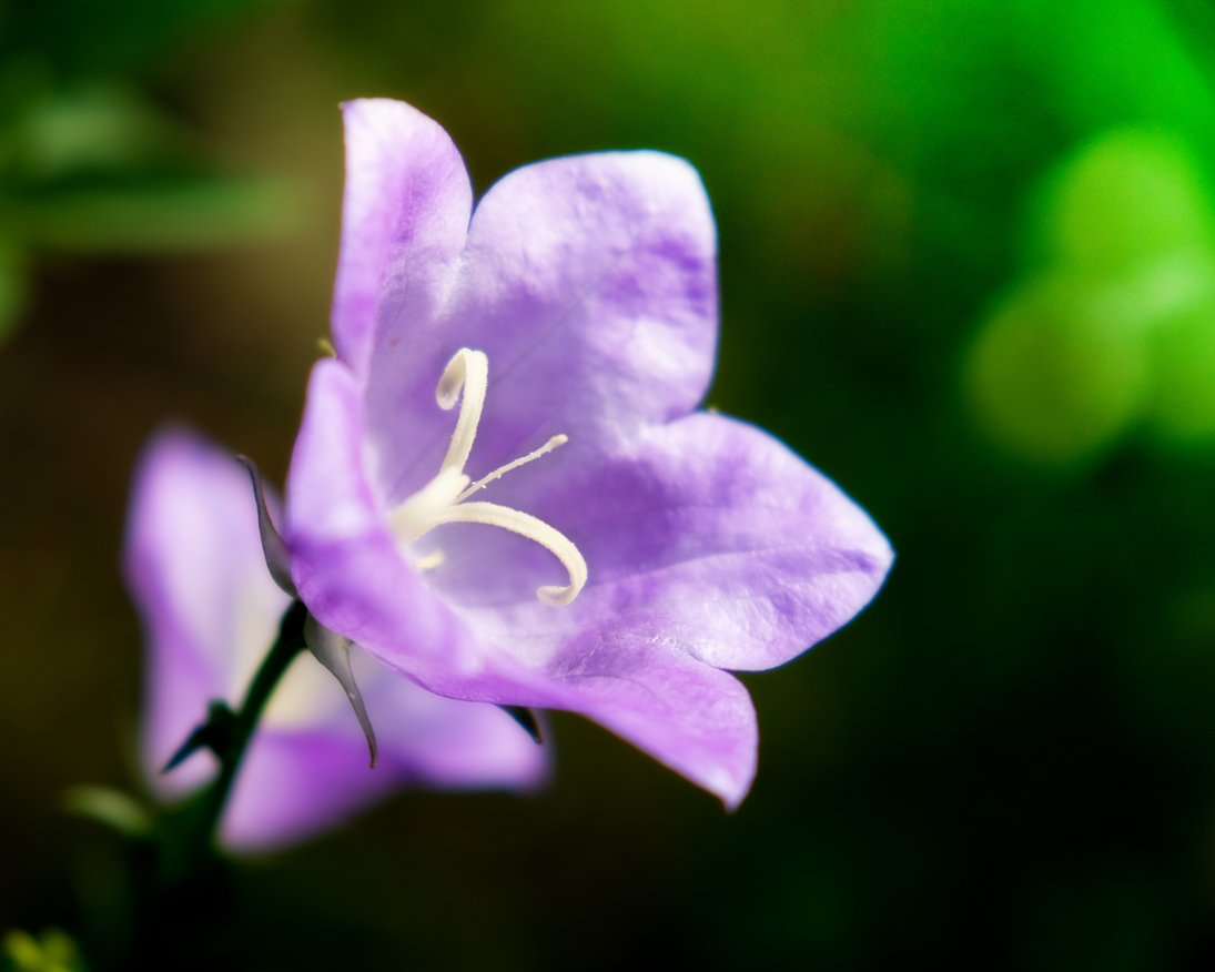 _glockenblume.jpg