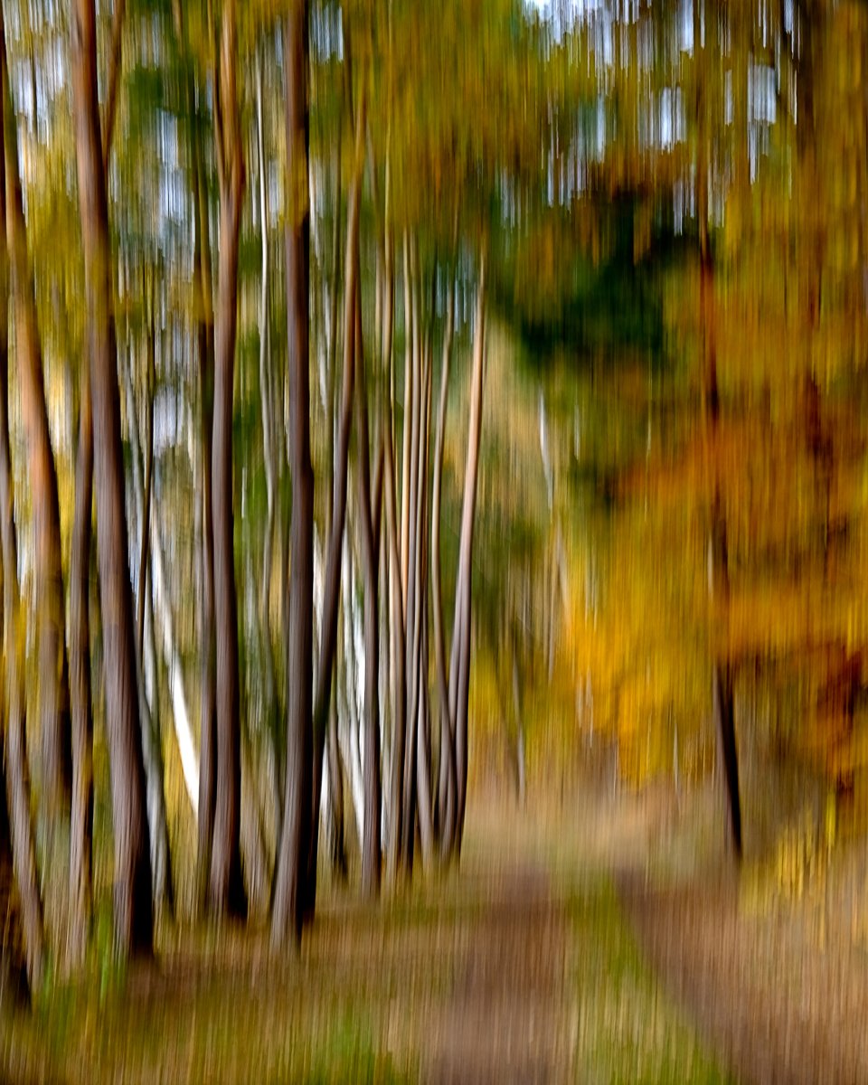 _herbstlicher_waldweg.jpg