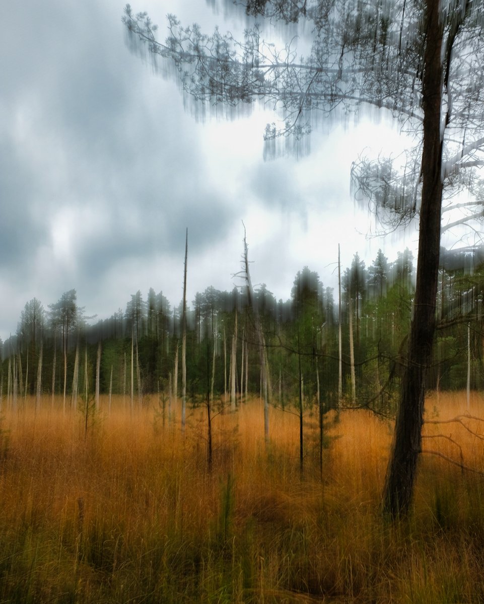_herbstliches_moor.jpg
