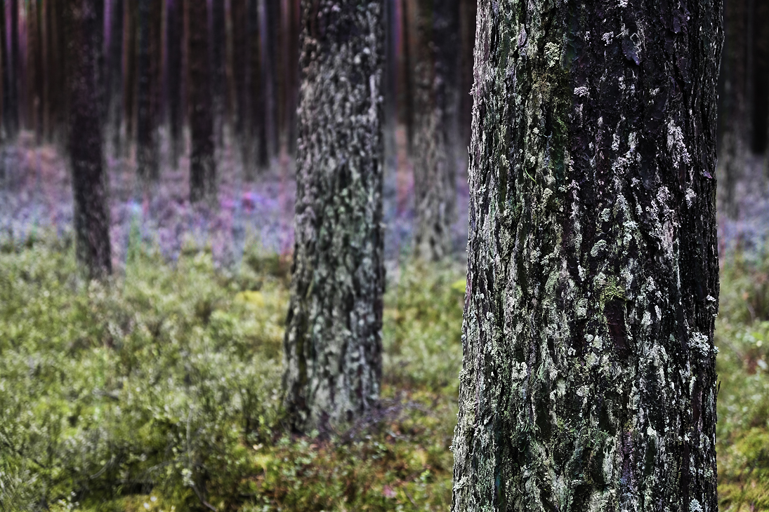 _im_wald_2.jpg