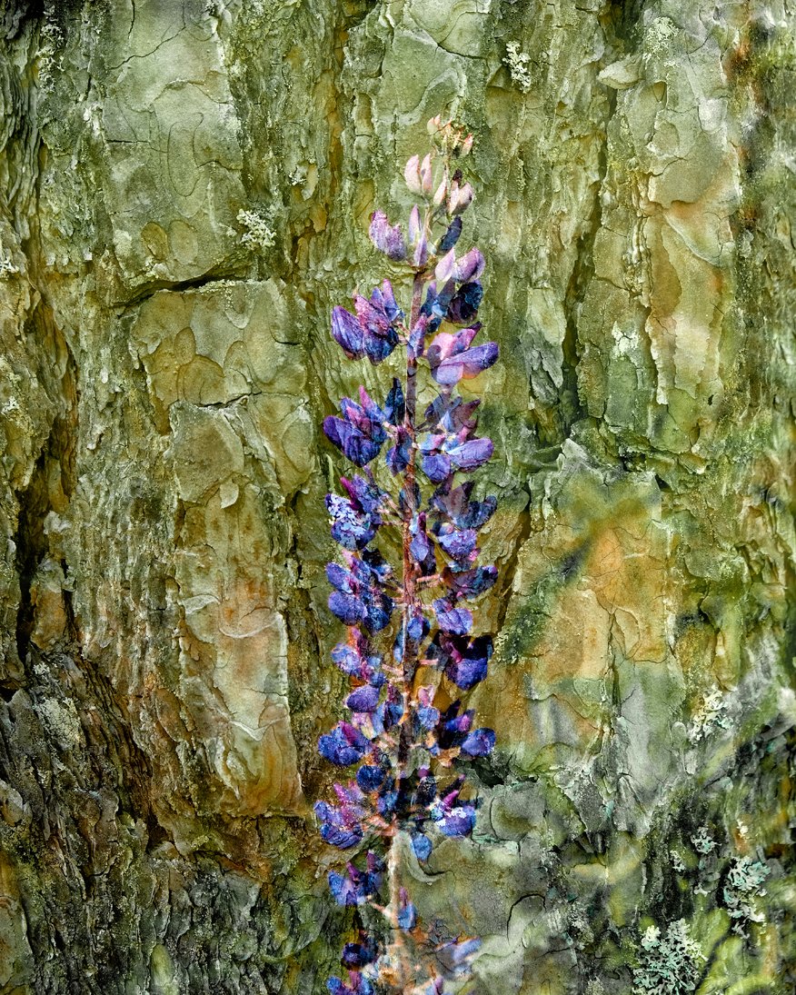 _lupine.jpg