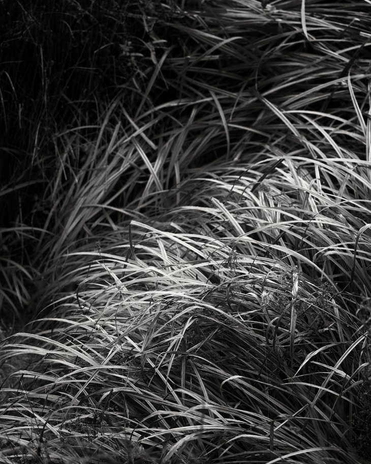 _vegetation.jpg