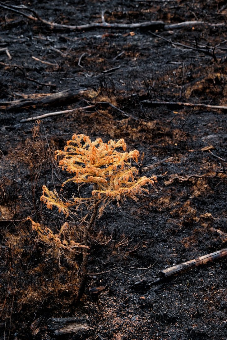_waldbrand.jpg