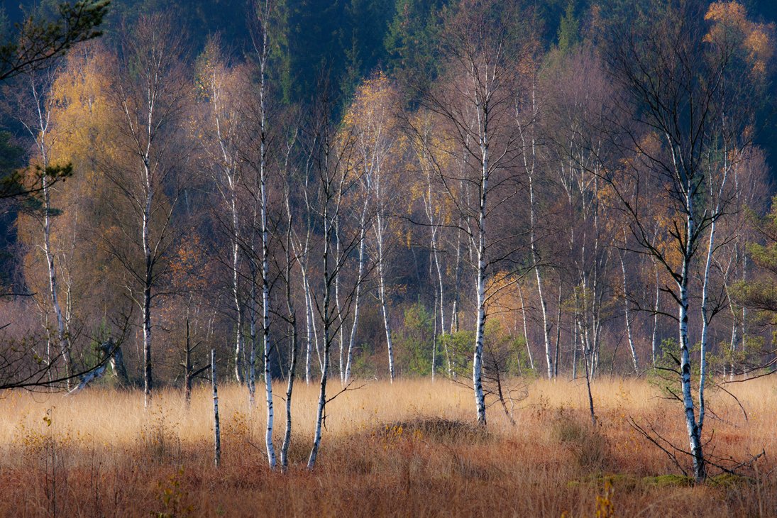 _wolfsland_mantler_forst.jpg