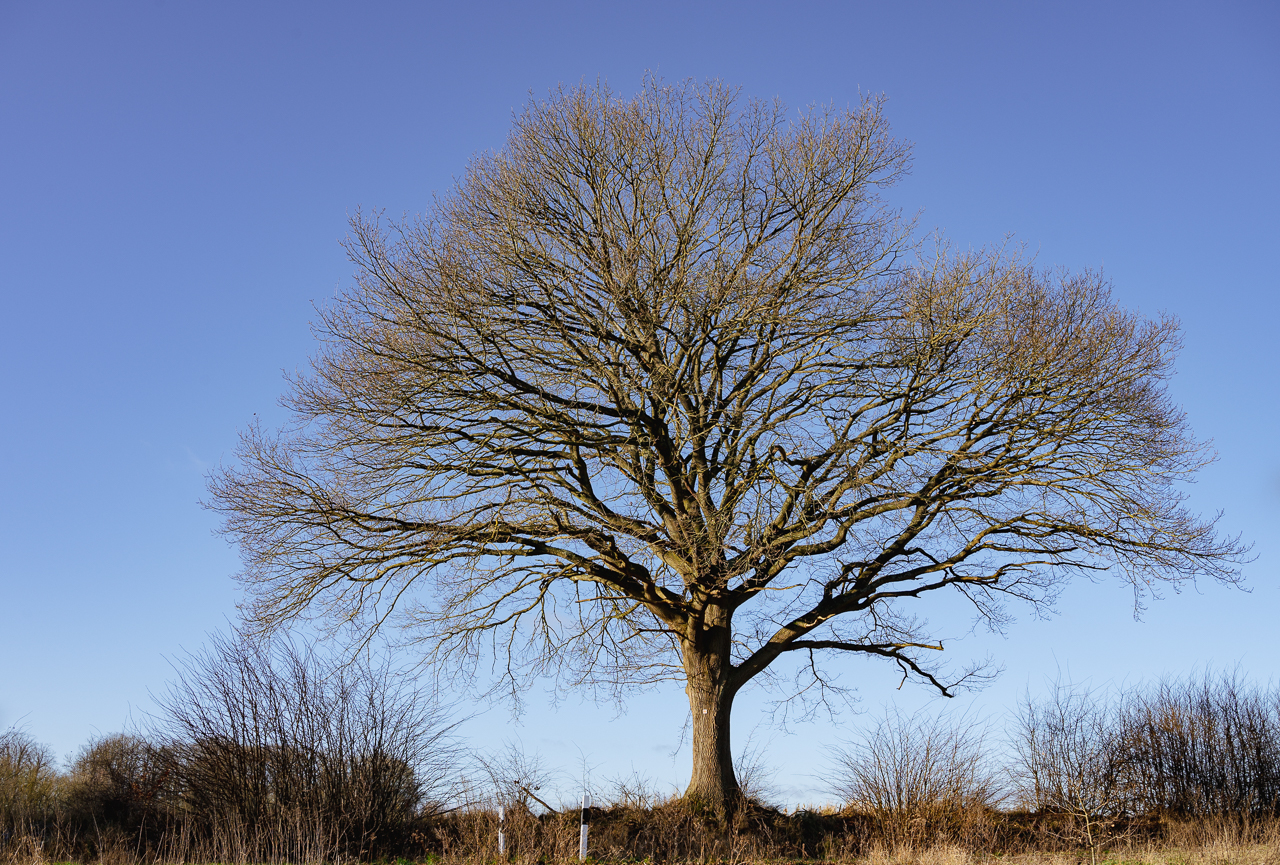 A bare tree in January