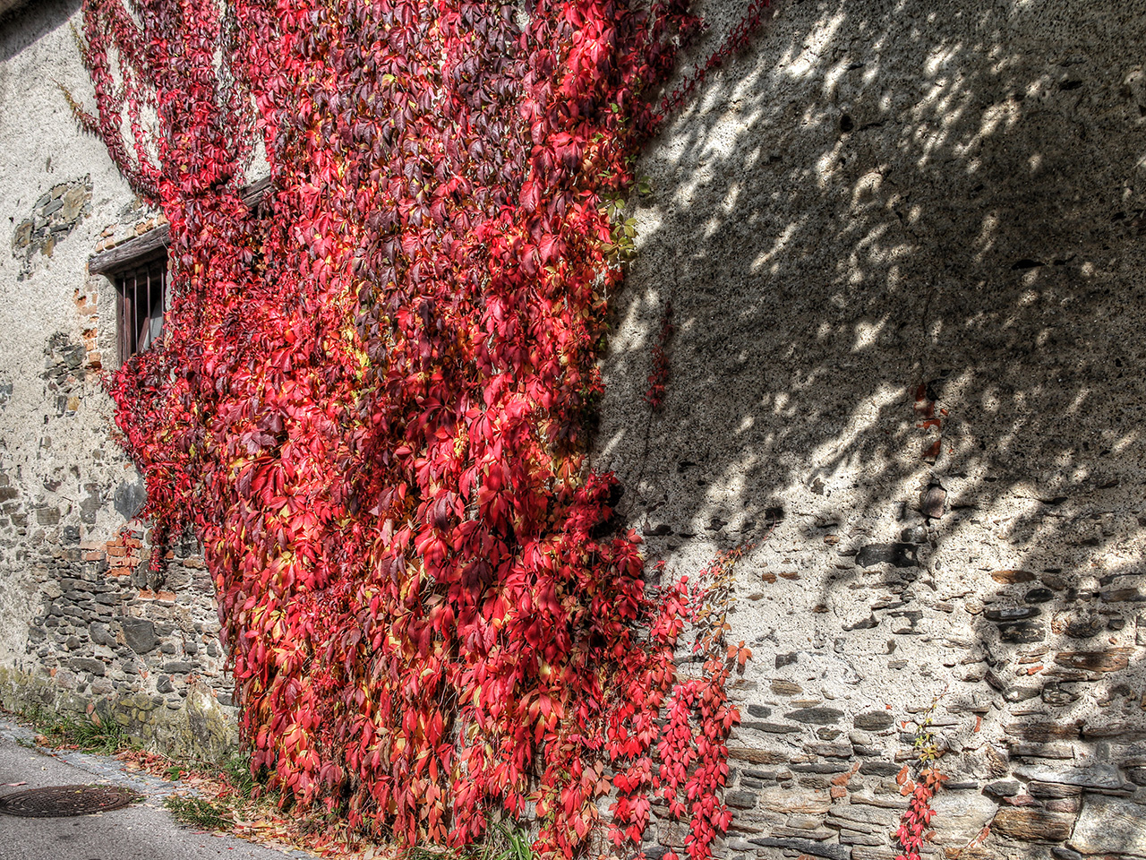 A wall of leaves