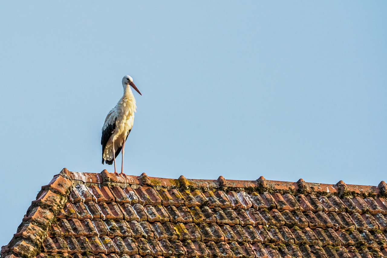 Abendbesuch2.