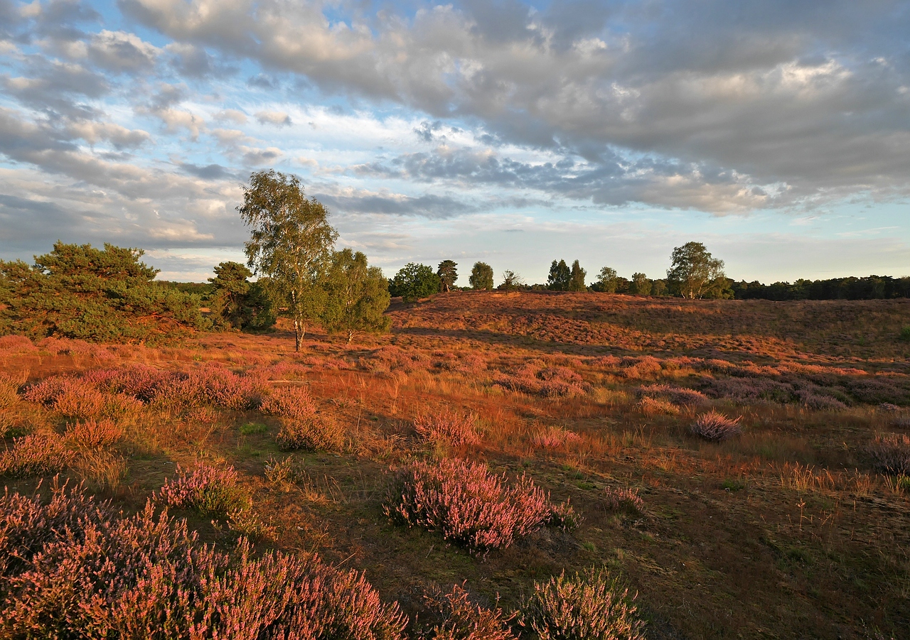 Abends in der Heide.jpg