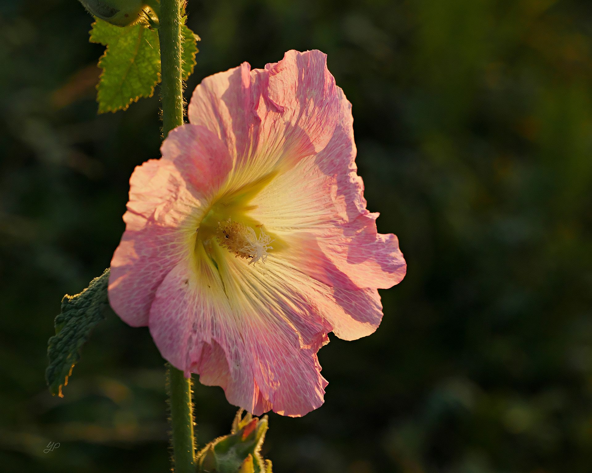 Abendsonne