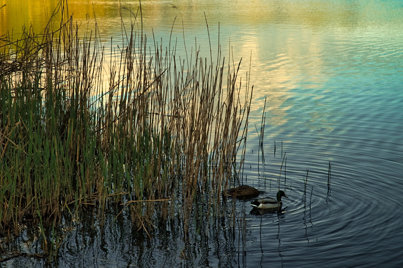 Abendstimmung am See