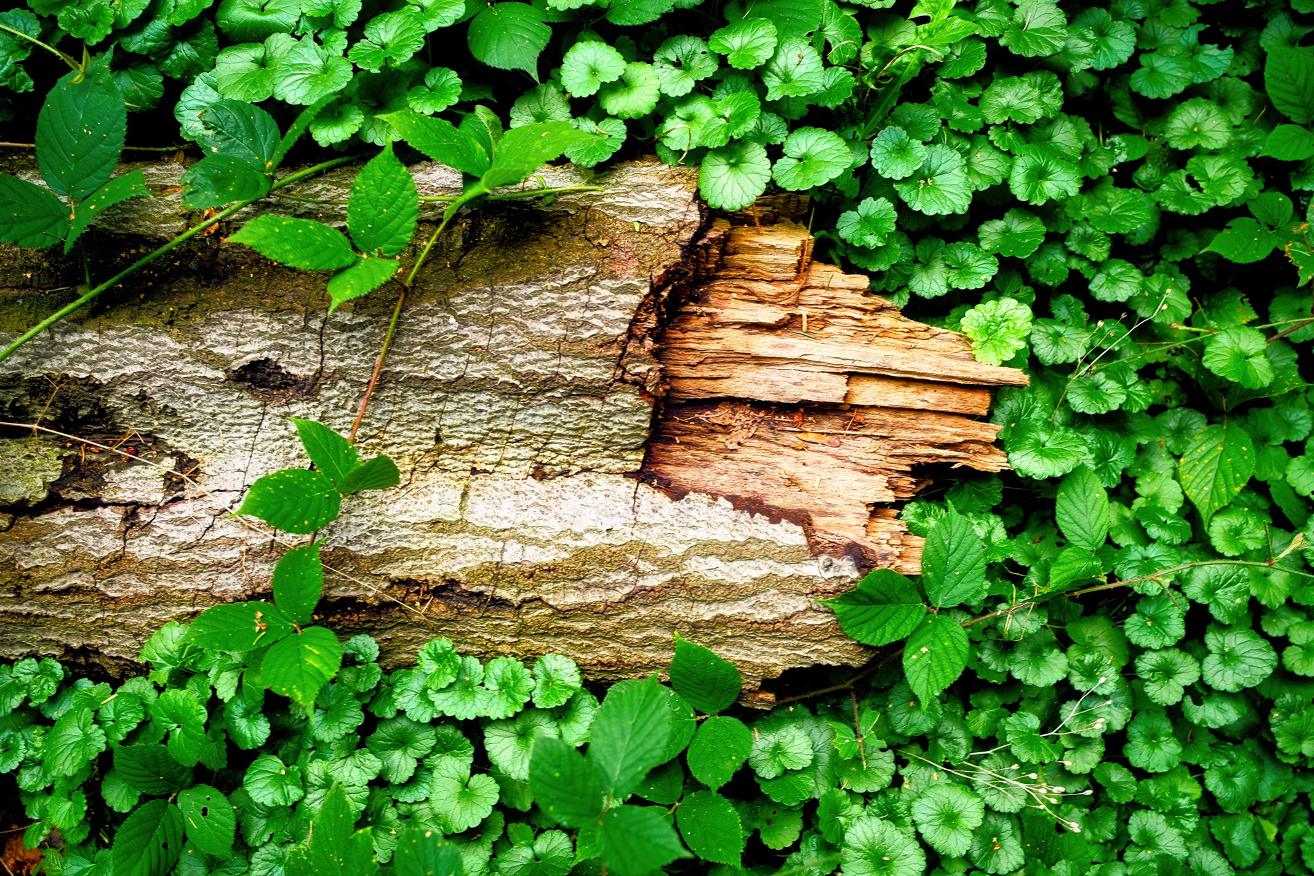 abgebrochen