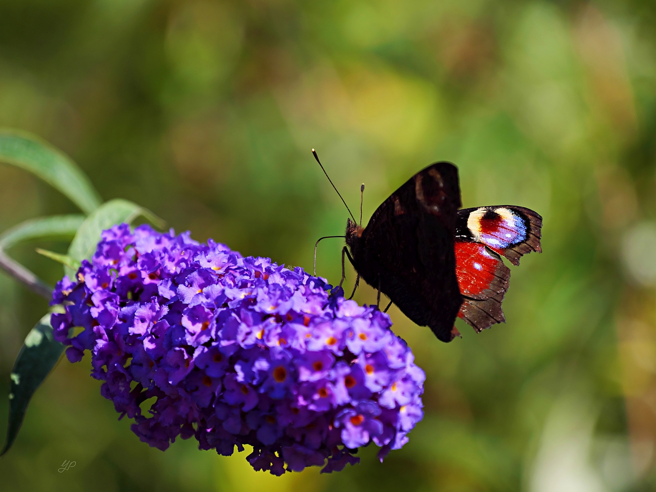 Abschied vom Sommer