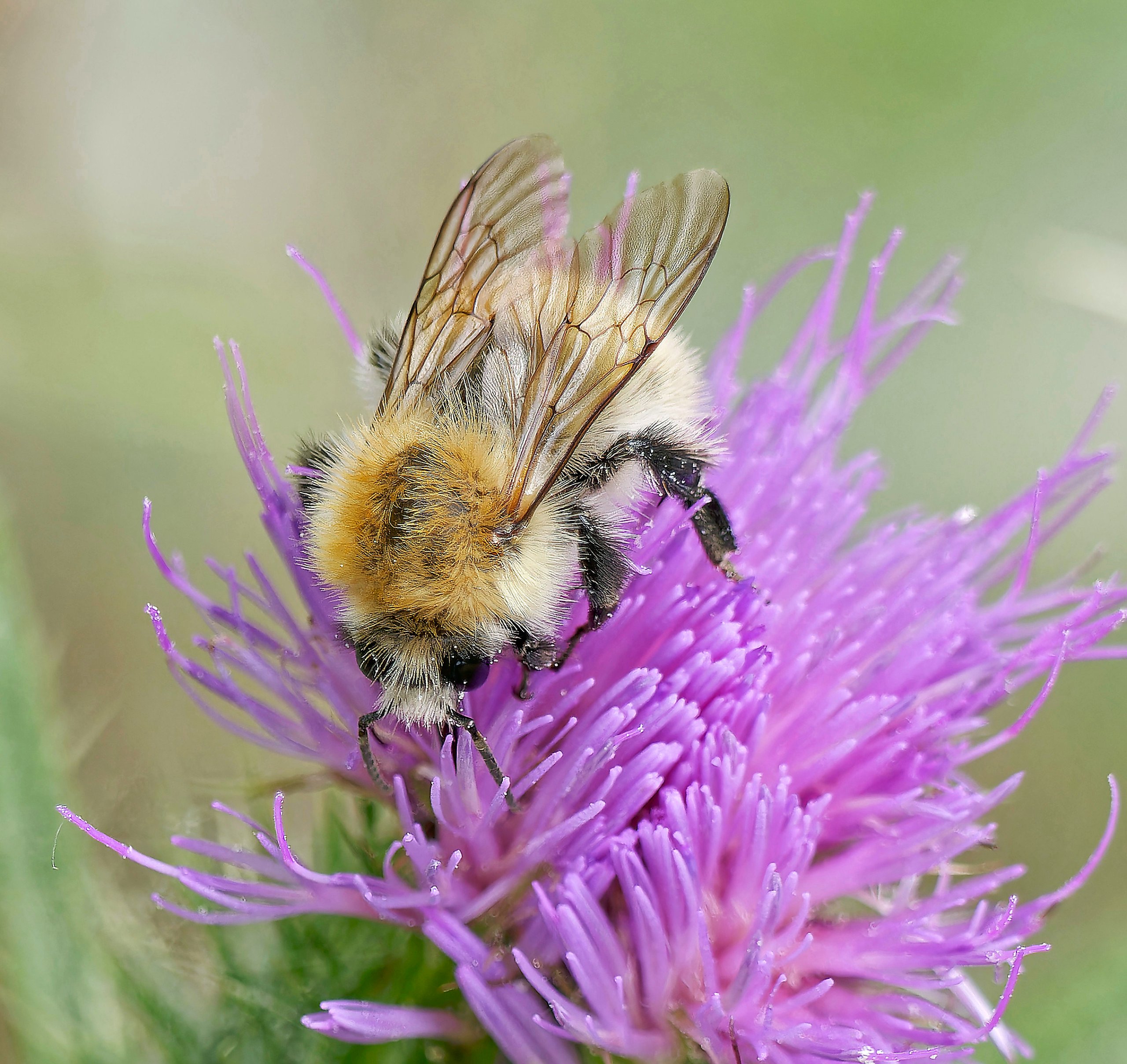 Ackerhummel