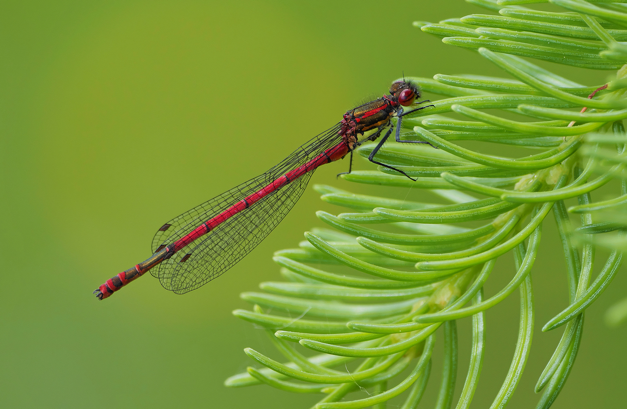 Adonislibelle (Pyrrhosoma nymphula)