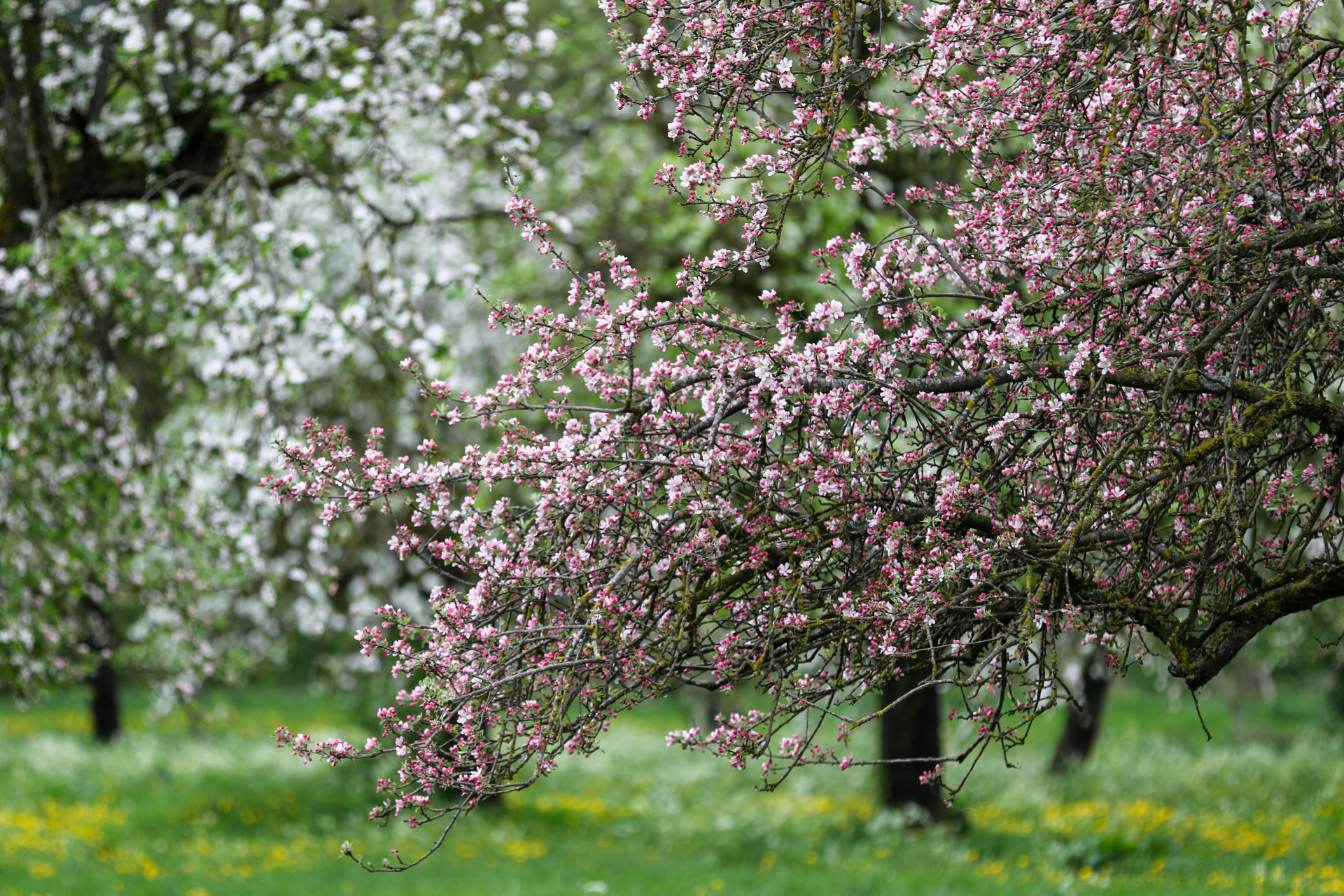 Äpfel und Birnen