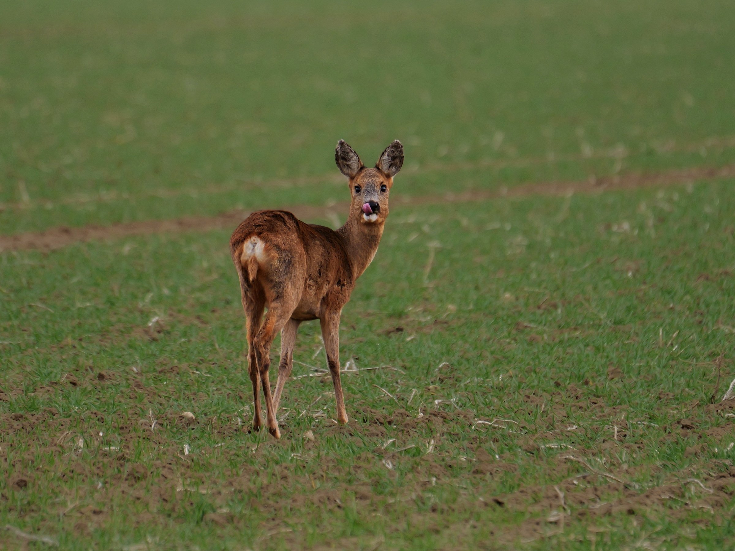 Ätsch - fang mich doch!