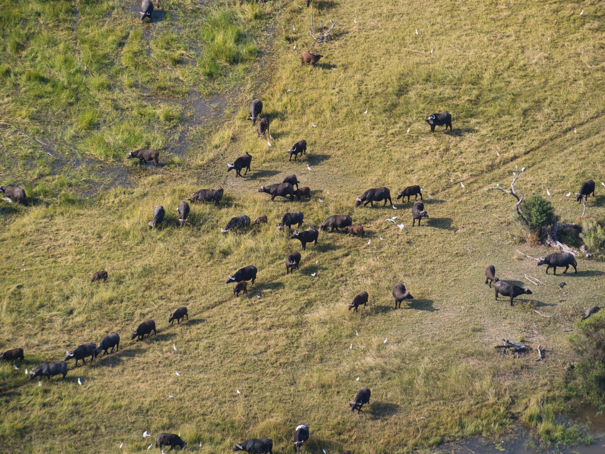 Afrikanische Büffel im Okavangodelta