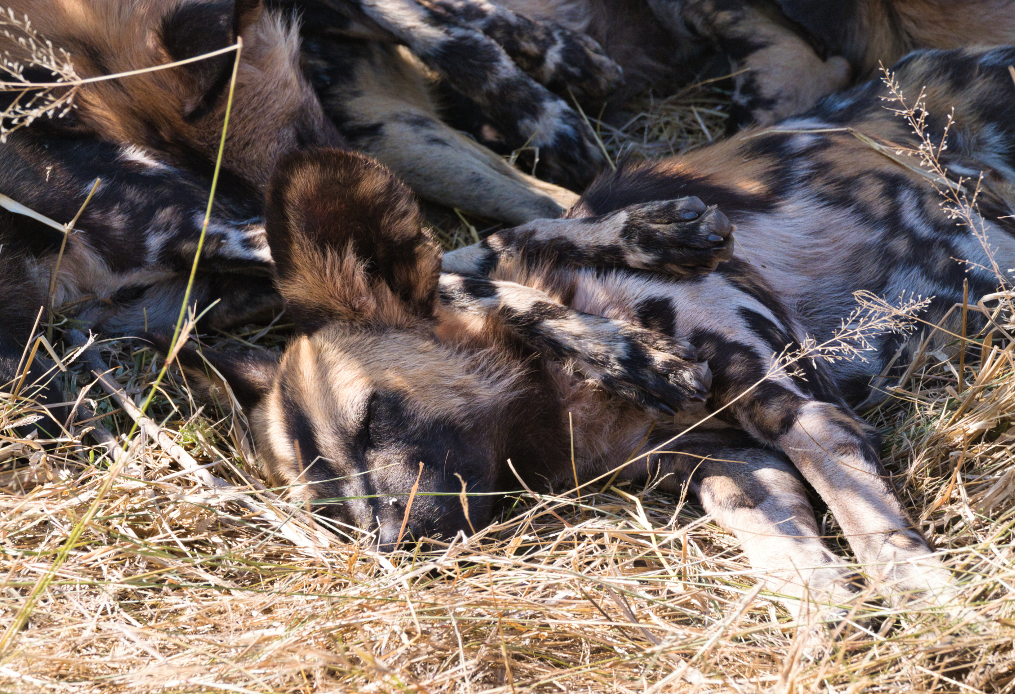 Afrikanische Wildhunde
