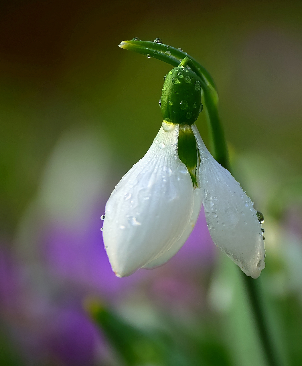 after the rain II