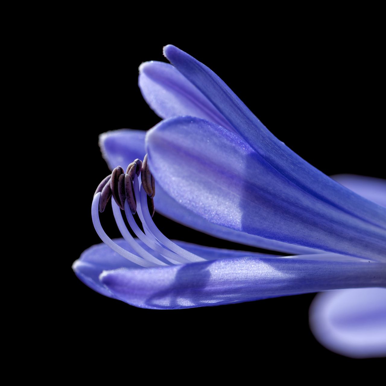 Agapanthus