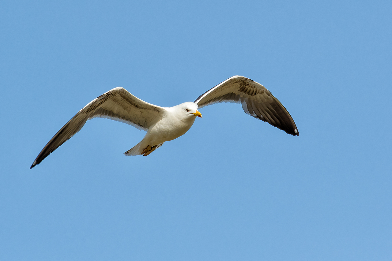 Agrarflieger