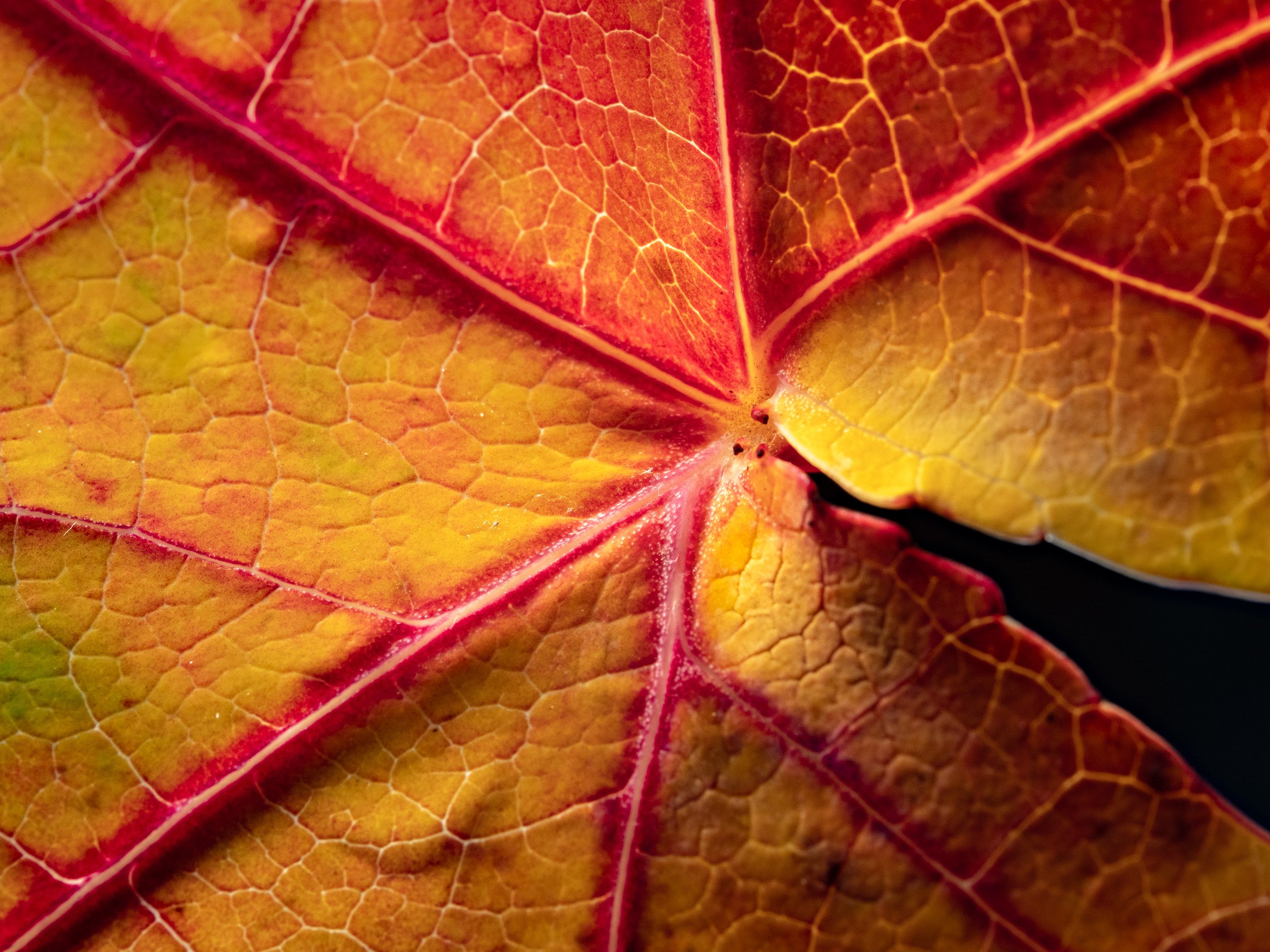 Ahornblatt im Herbst