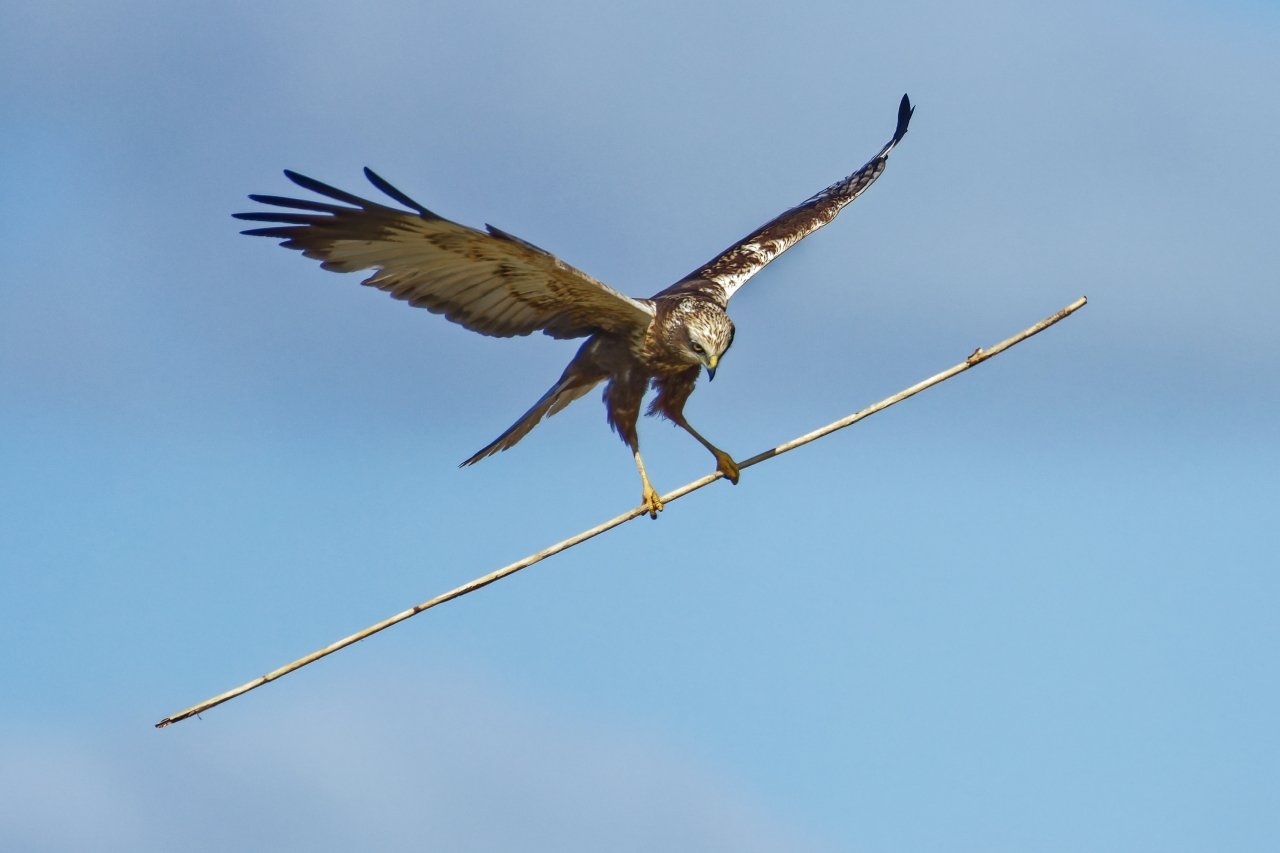 Aktuell:  Rohrweihen bauen Nest im Naturschutzgebiet Nähe WAF.