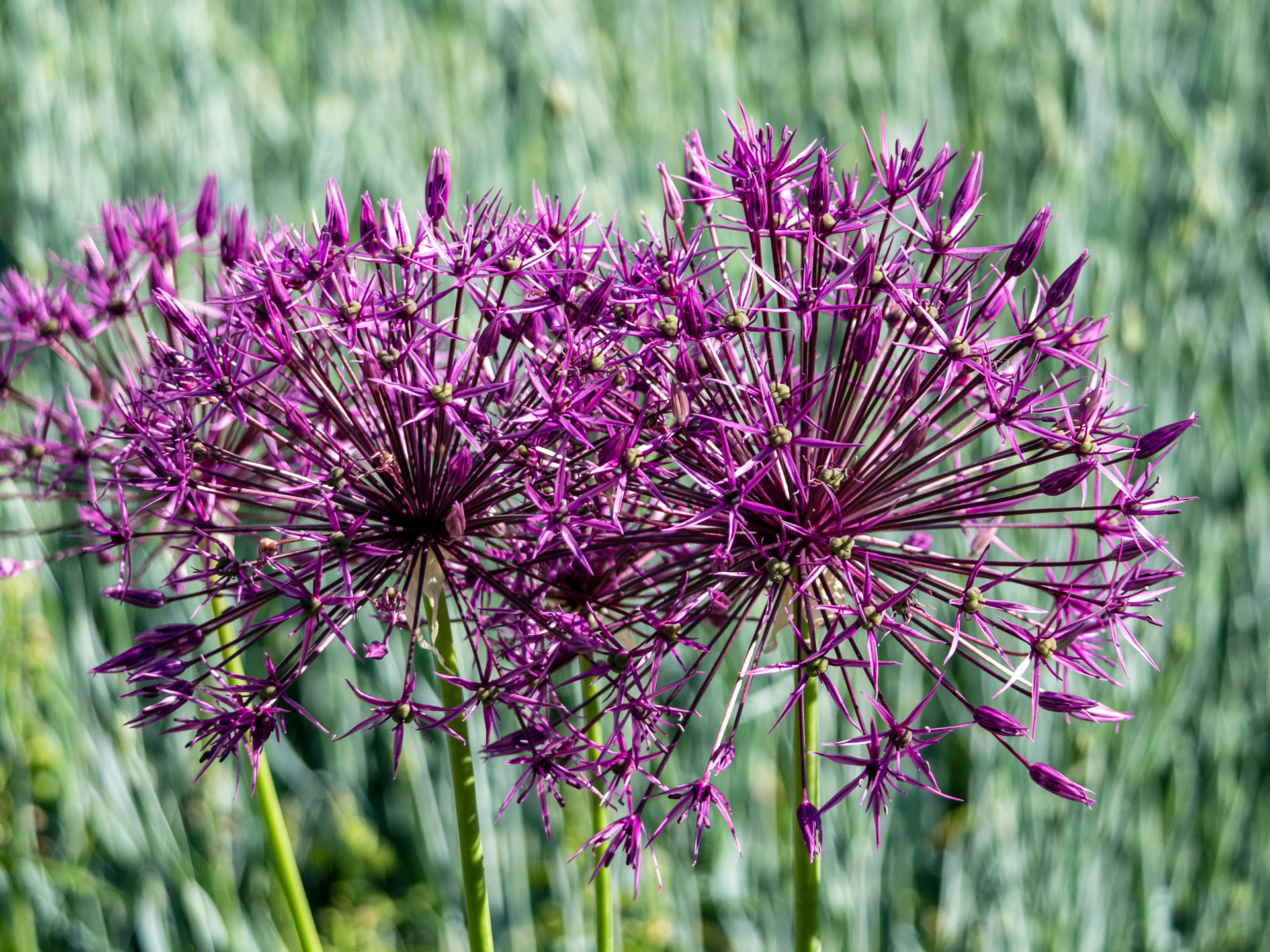 Alium