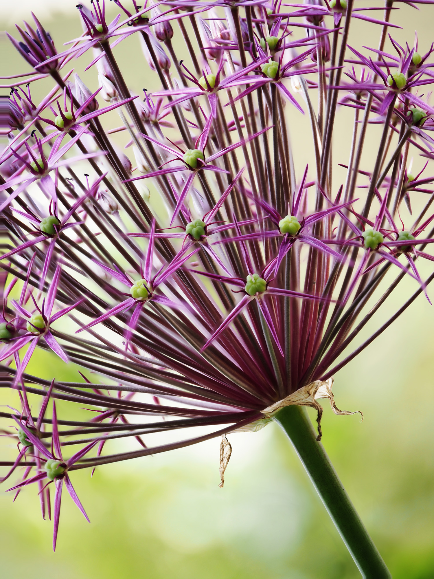 Alium