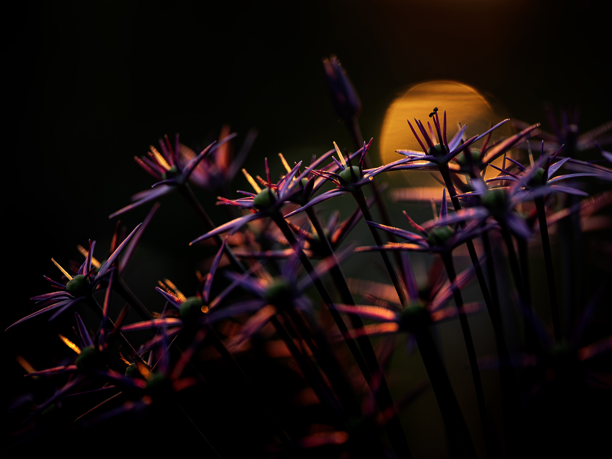 Alium