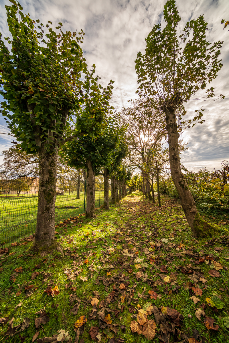 Allee beim Schloss