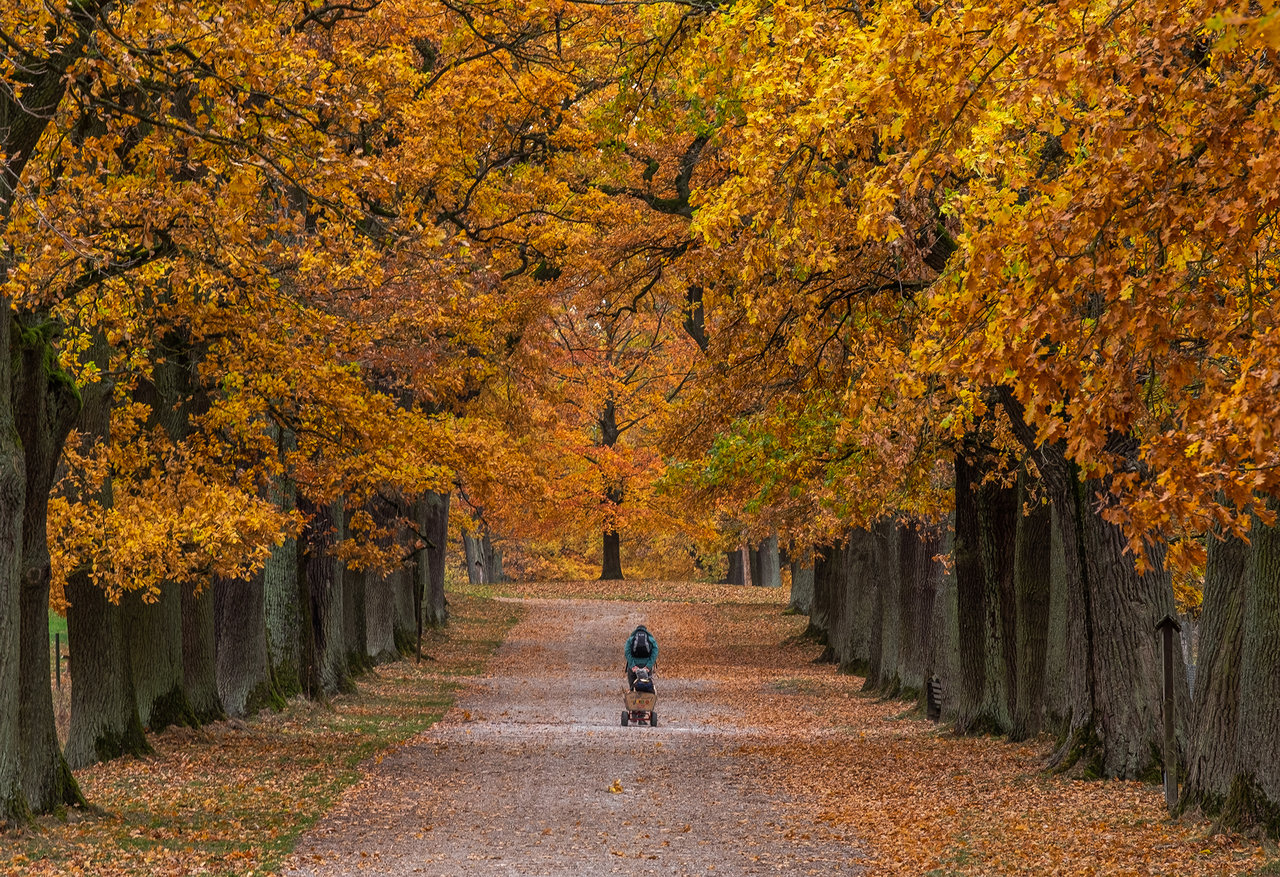 Allee im Herbst 2018.jpg