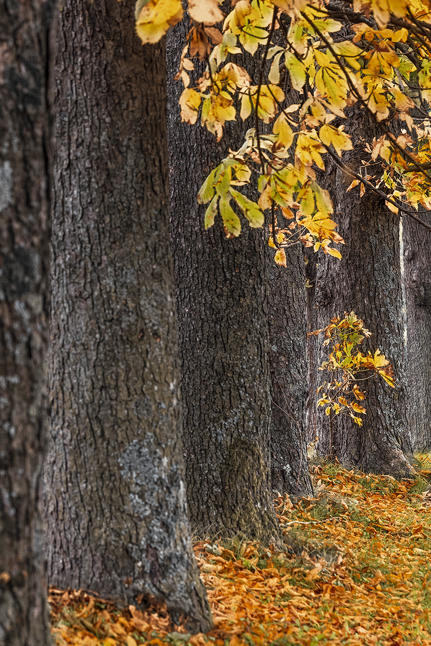 Allee im Herbstkleid