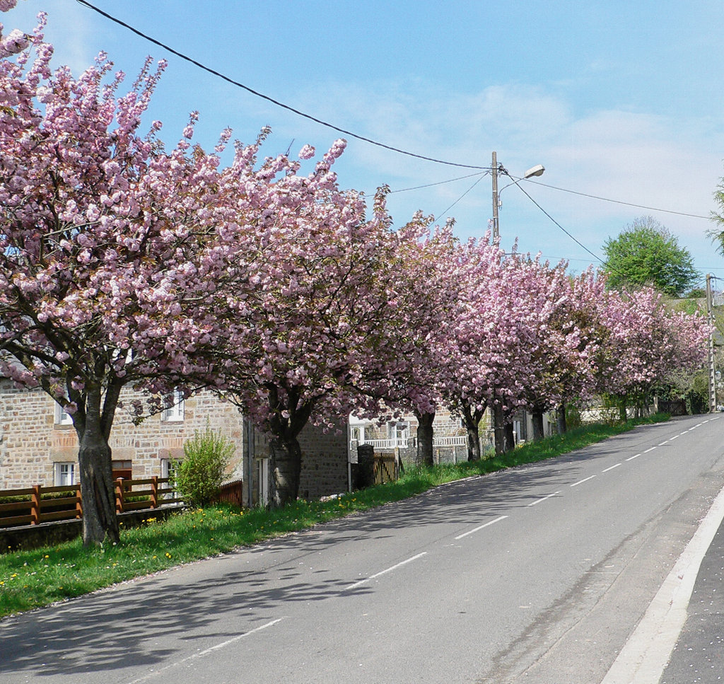 Allee Mon Cheri ?
