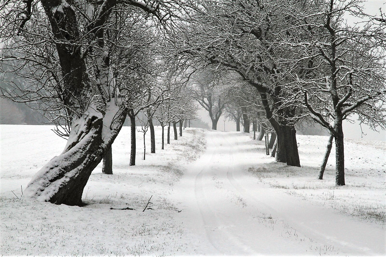 Allee-Winter.jpg