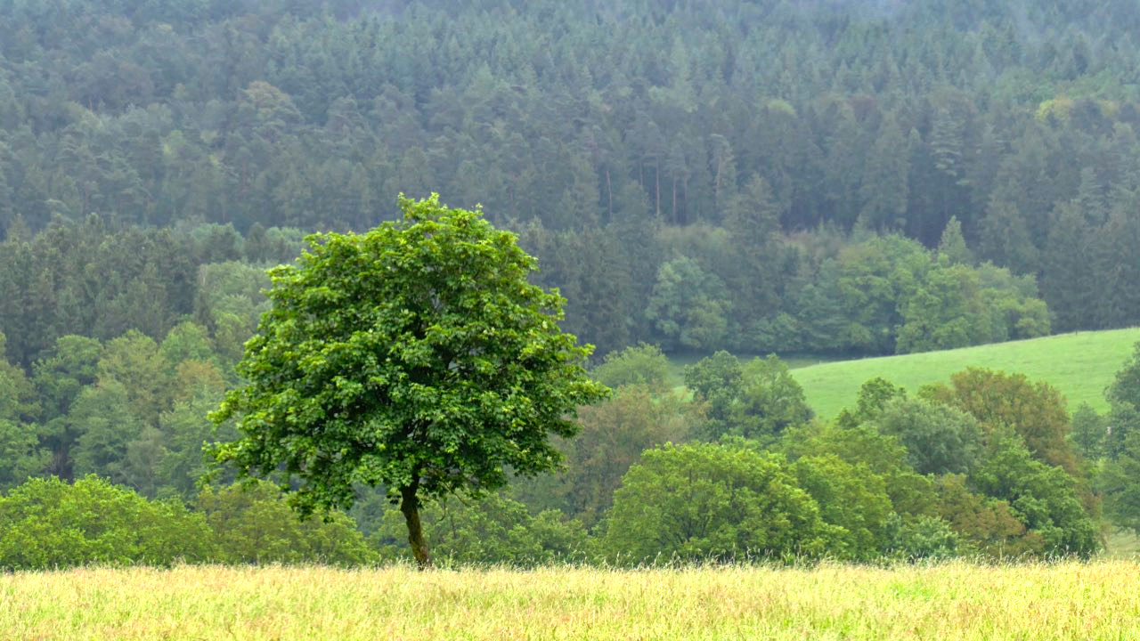 alles im grünen Bereich