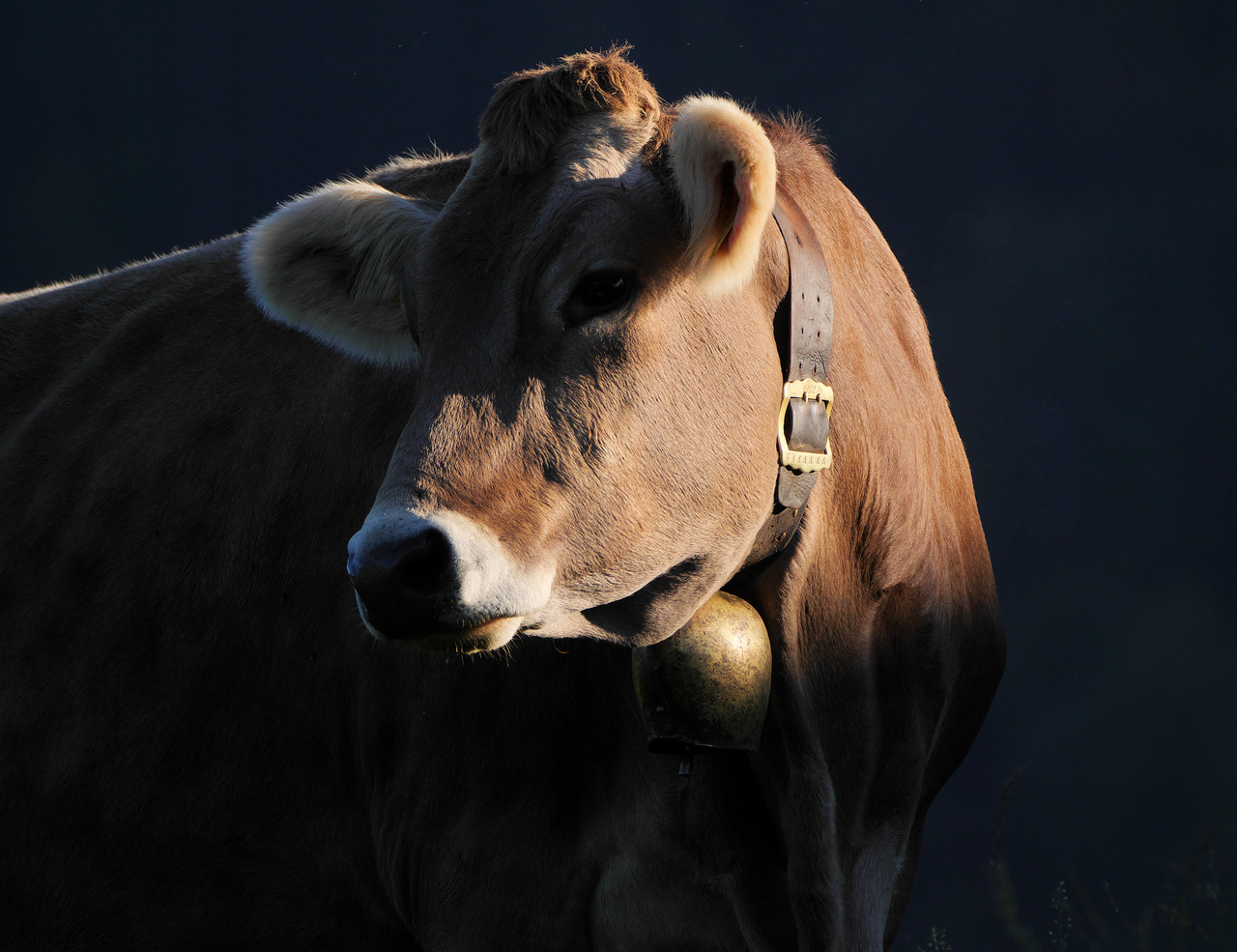 "Allgäuer Braune" im Abendlicht.